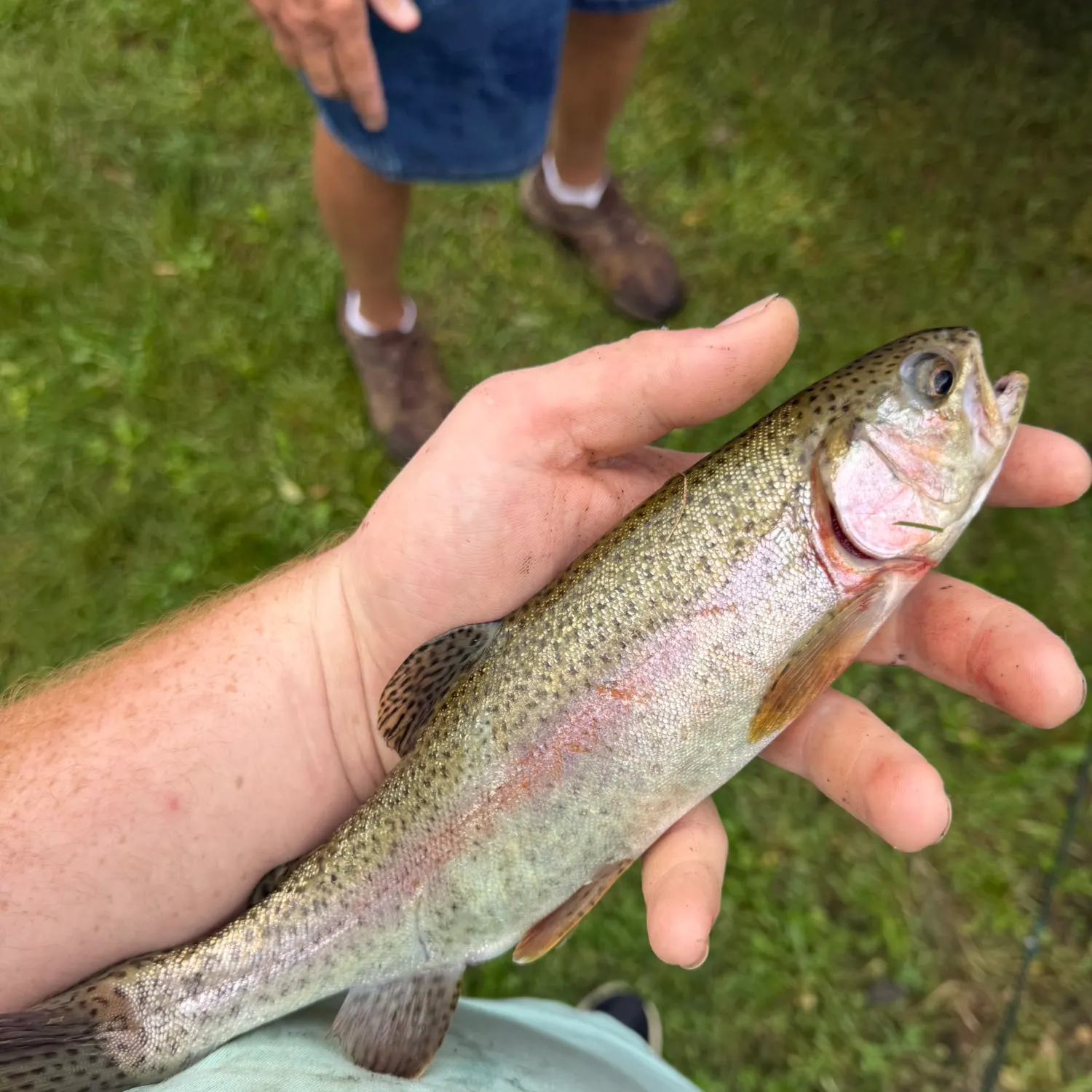 Rainbow trout caught on Fishbrain