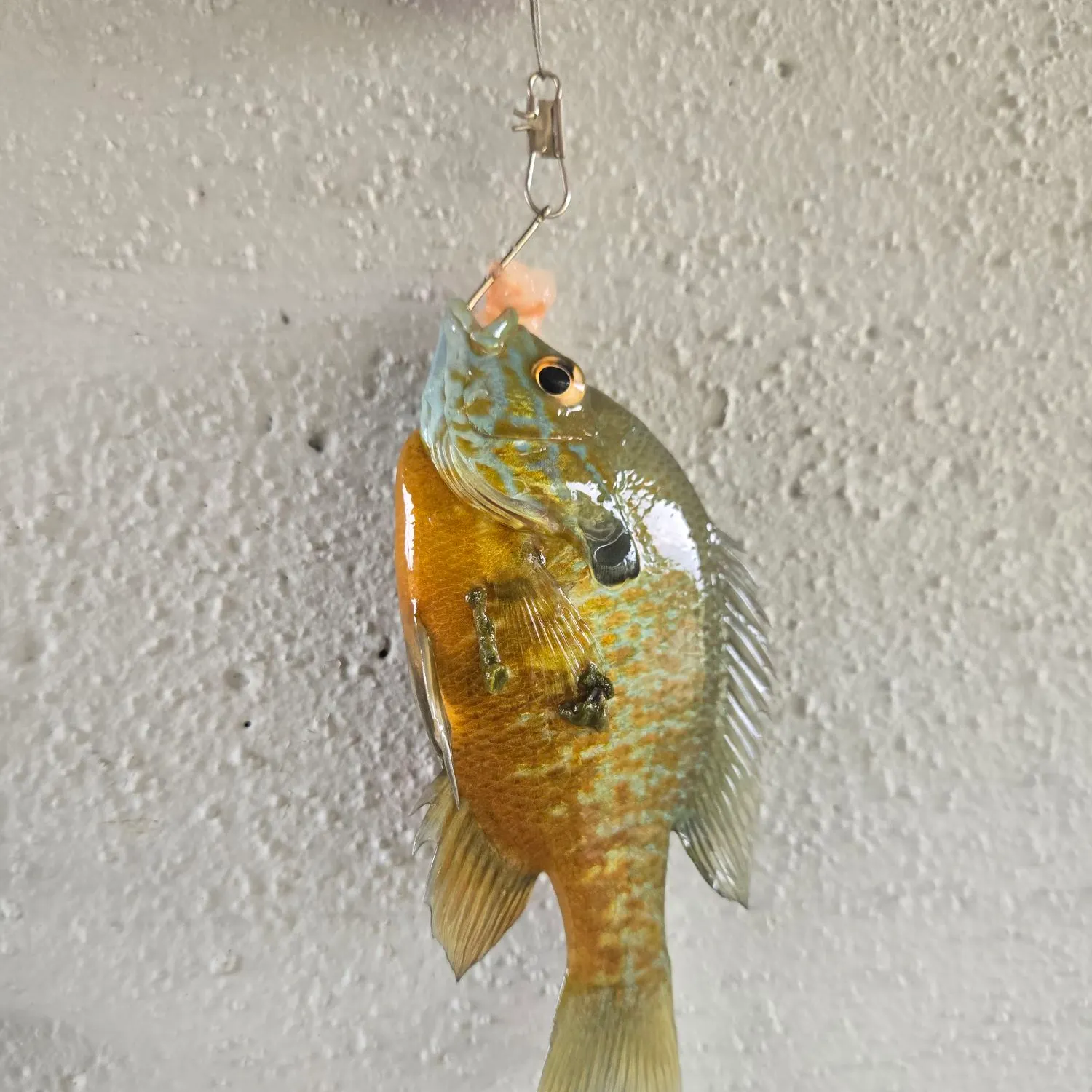 Bluegill caught on Fishbrain