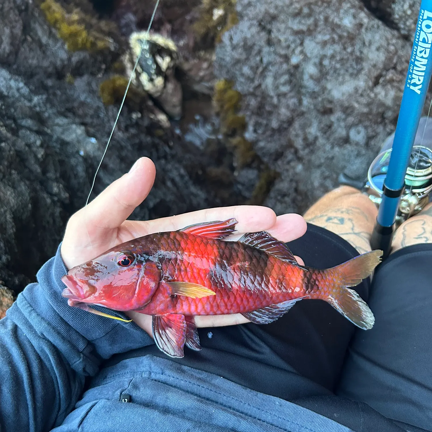 The most recent Manybar goatfish catches on Fishbrain