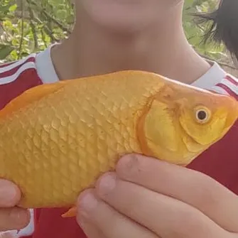 Goldfish caught on Fishbrain