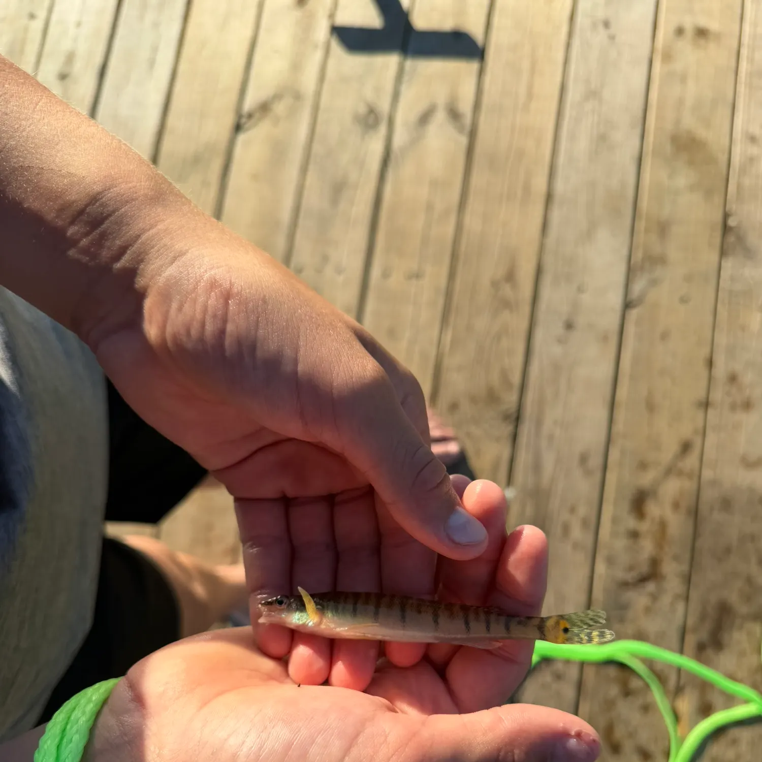 The most recent Common logperch catches on Fishbrain