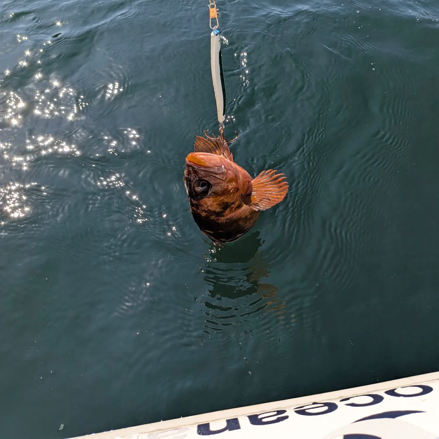 The most recent Vermilion rockfish catches on Fishbrain