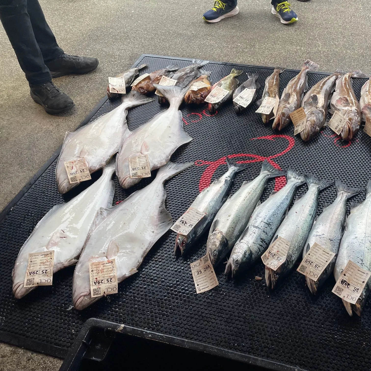 recently logged catches