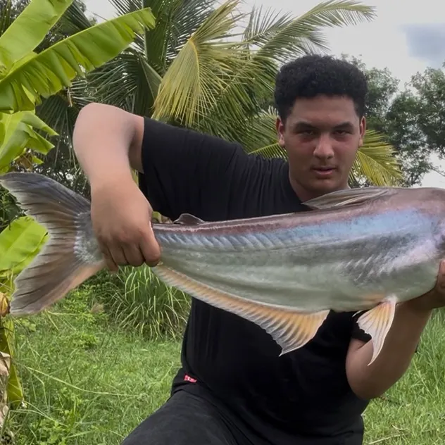 The most recent Mekong giant catfish catches on Fishbrain