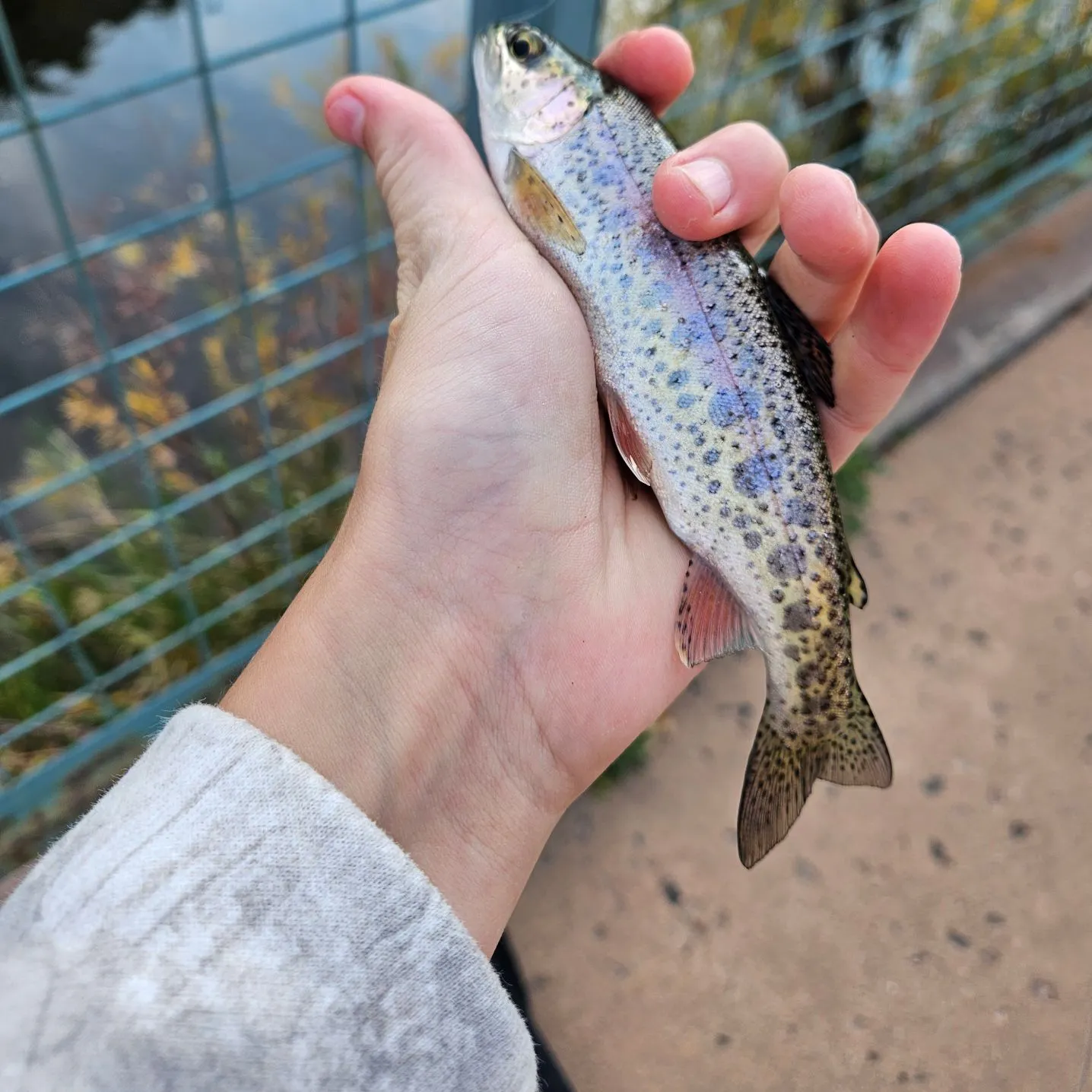 Rainbow trout caught on Fishbrain