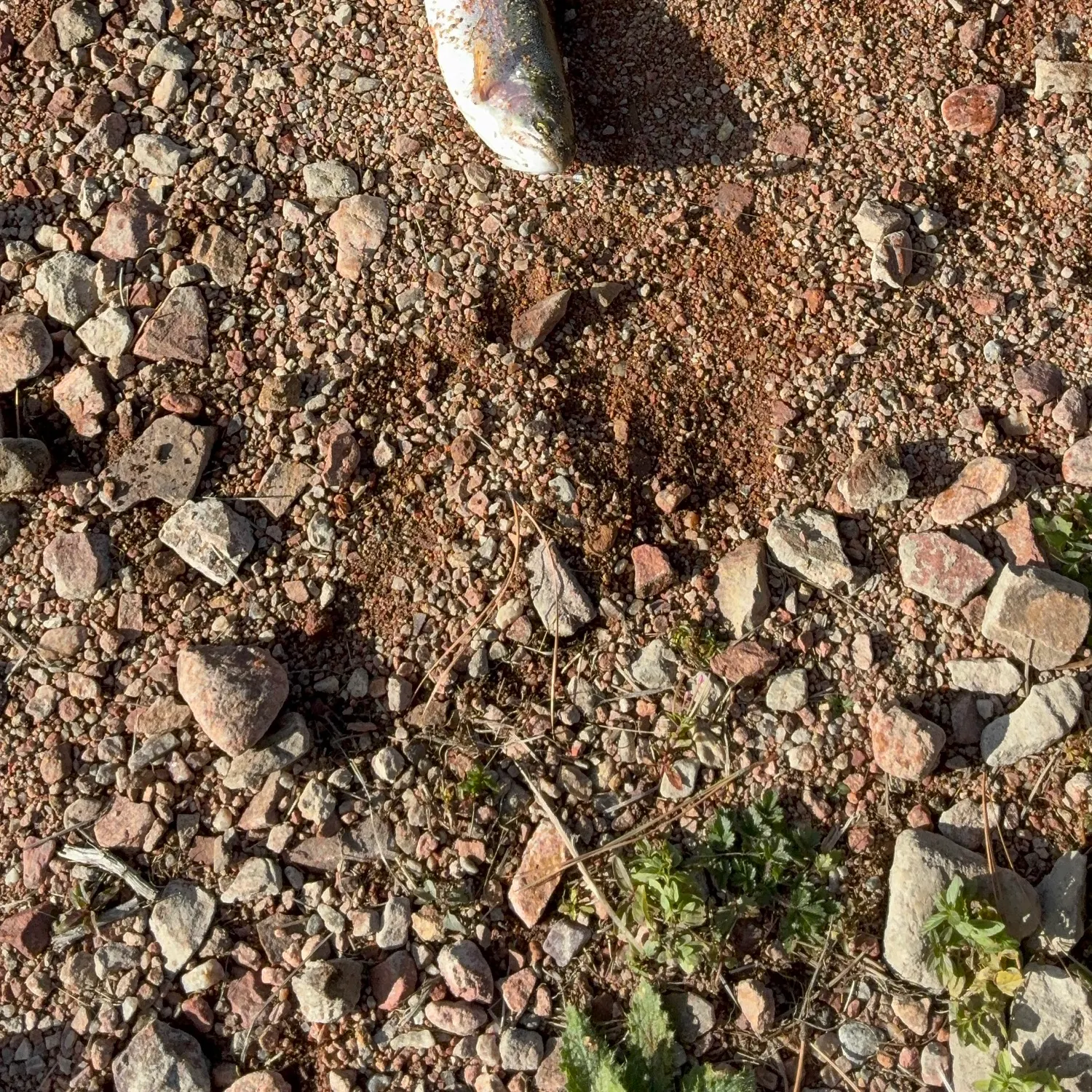 Rainbow trout caught on Fishbrain