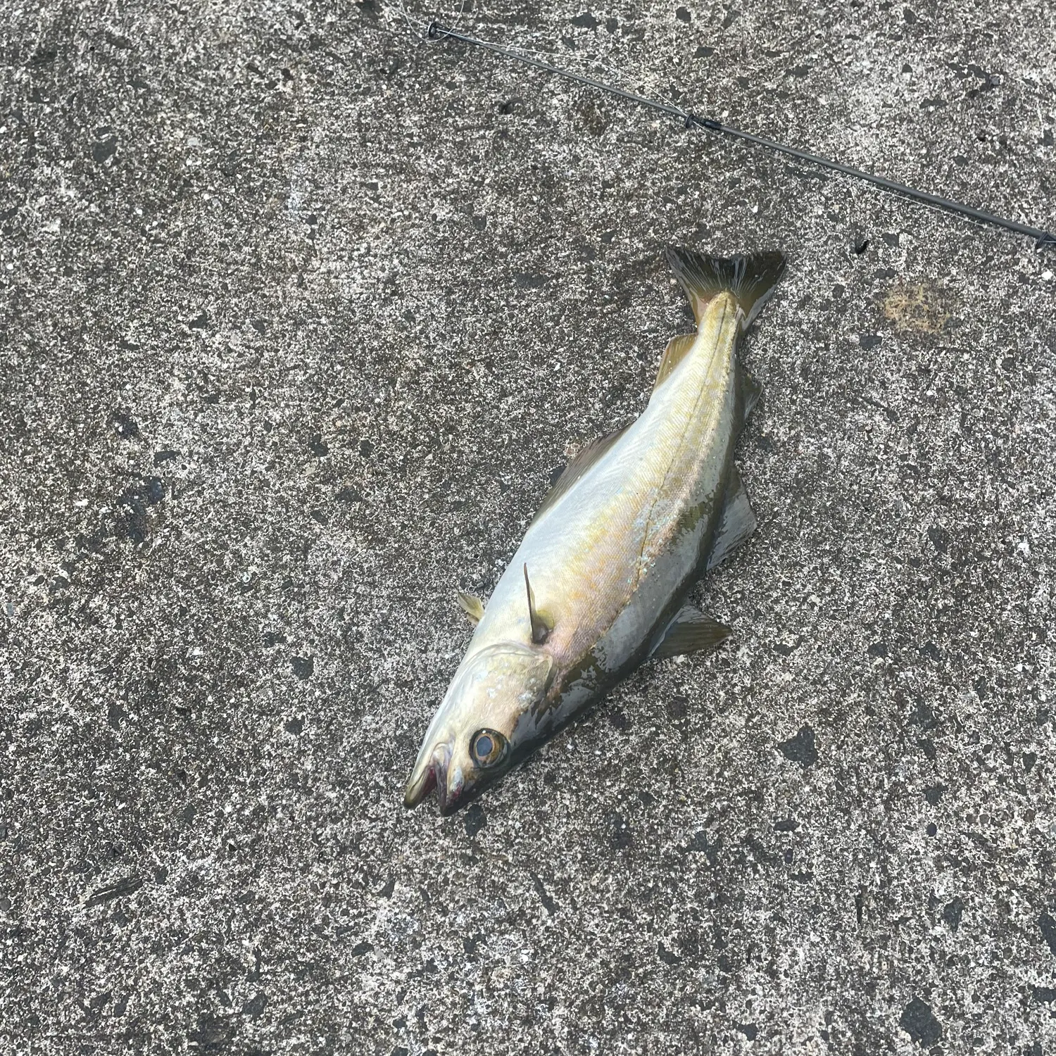 European seabass caught on Fishbrain