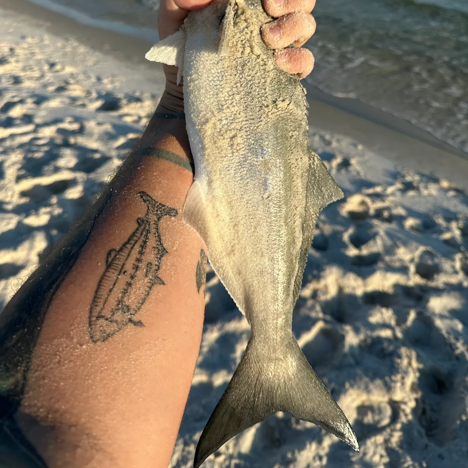 Bluefish caught on Fishbrain