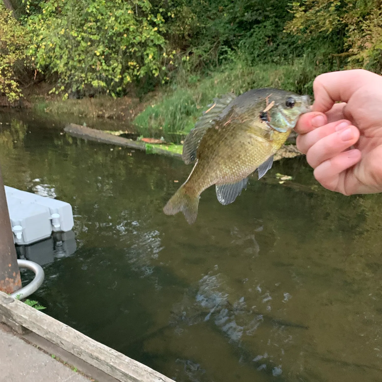 Bluegill caught on Fishbrain
