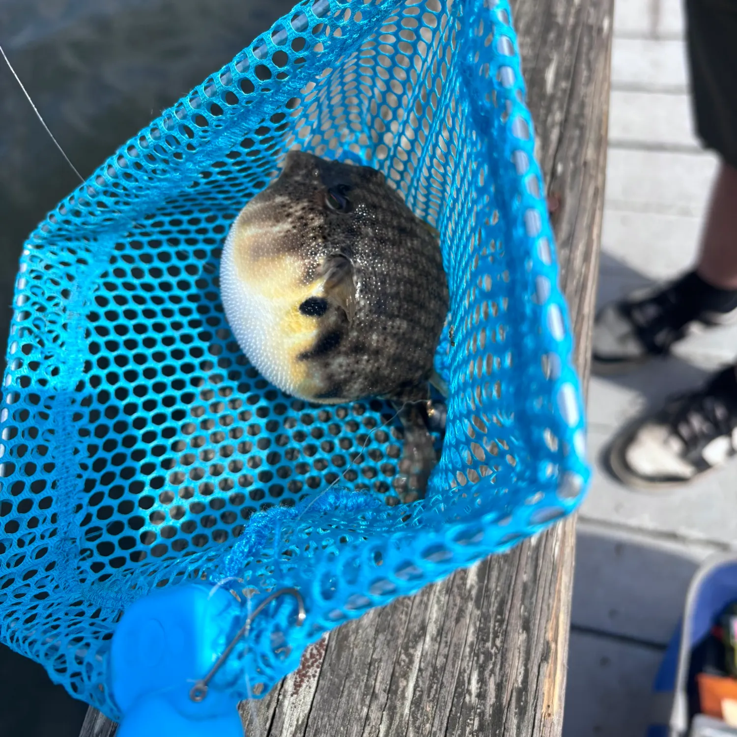 Northern puffer caught on Fishbrain