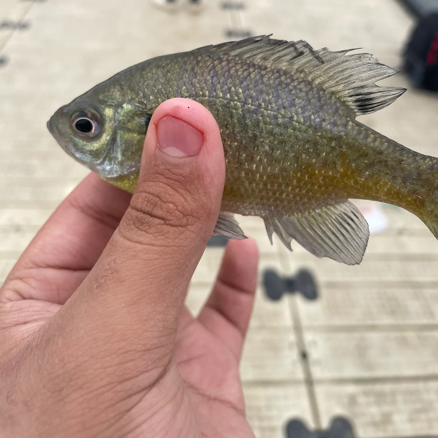 Bluegill caught on Fishbrain