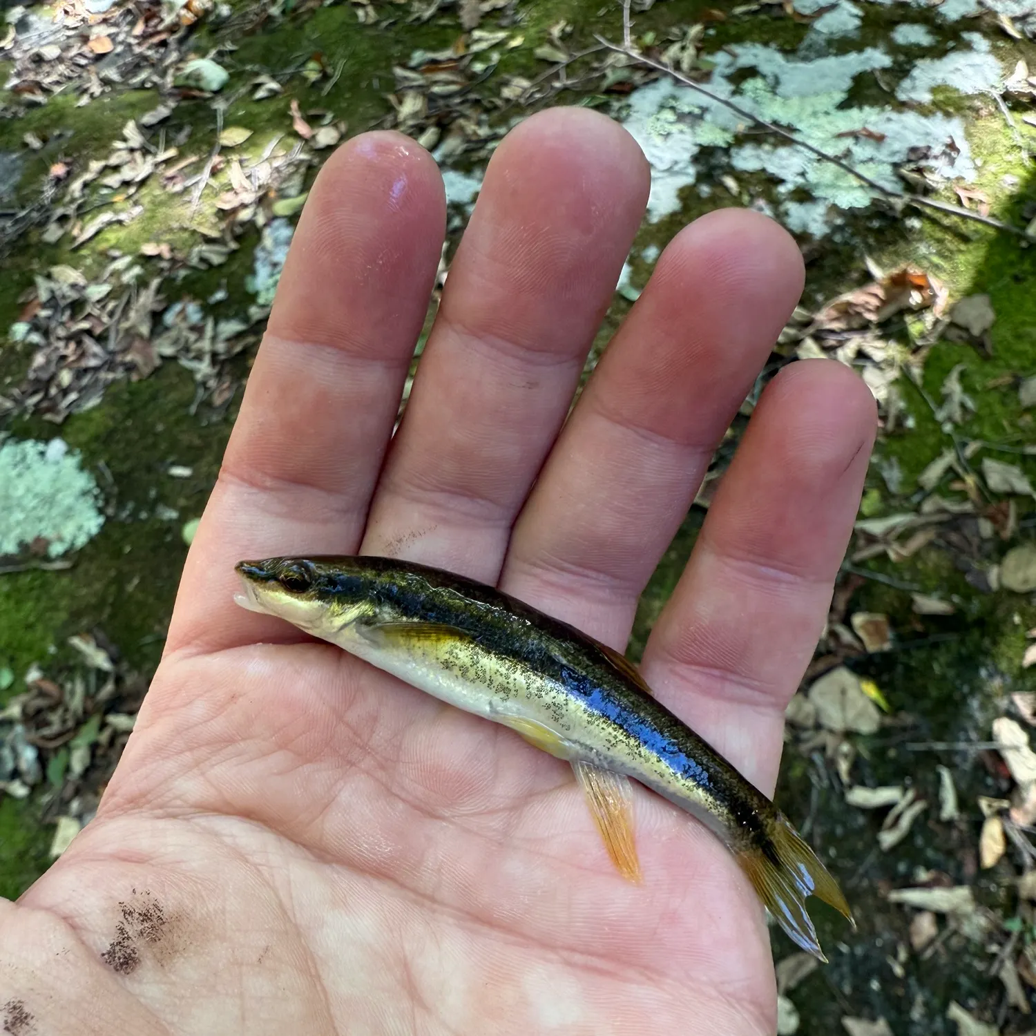 Eastern blacknose dace caught on Fishbrain