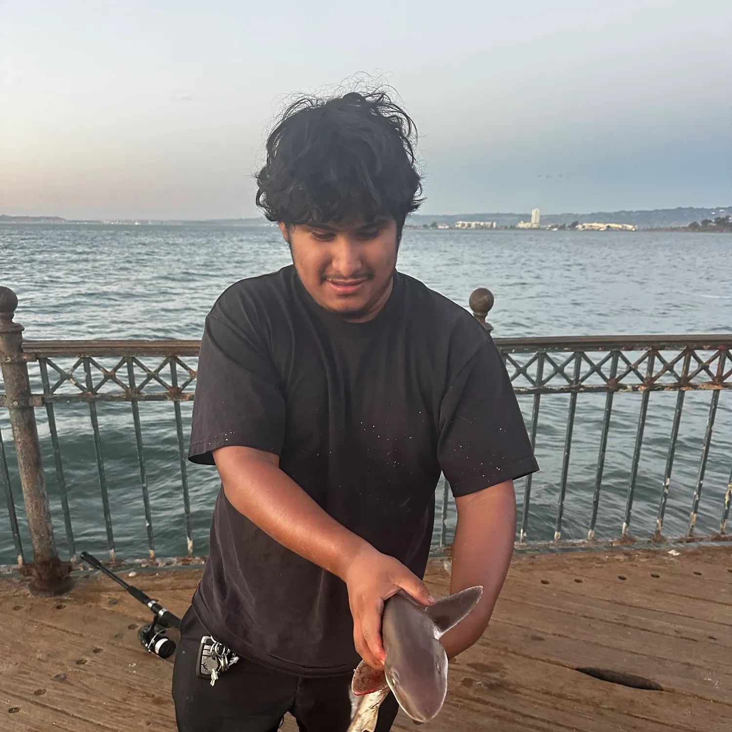 Grey smooth-hound caught on Fishbrain