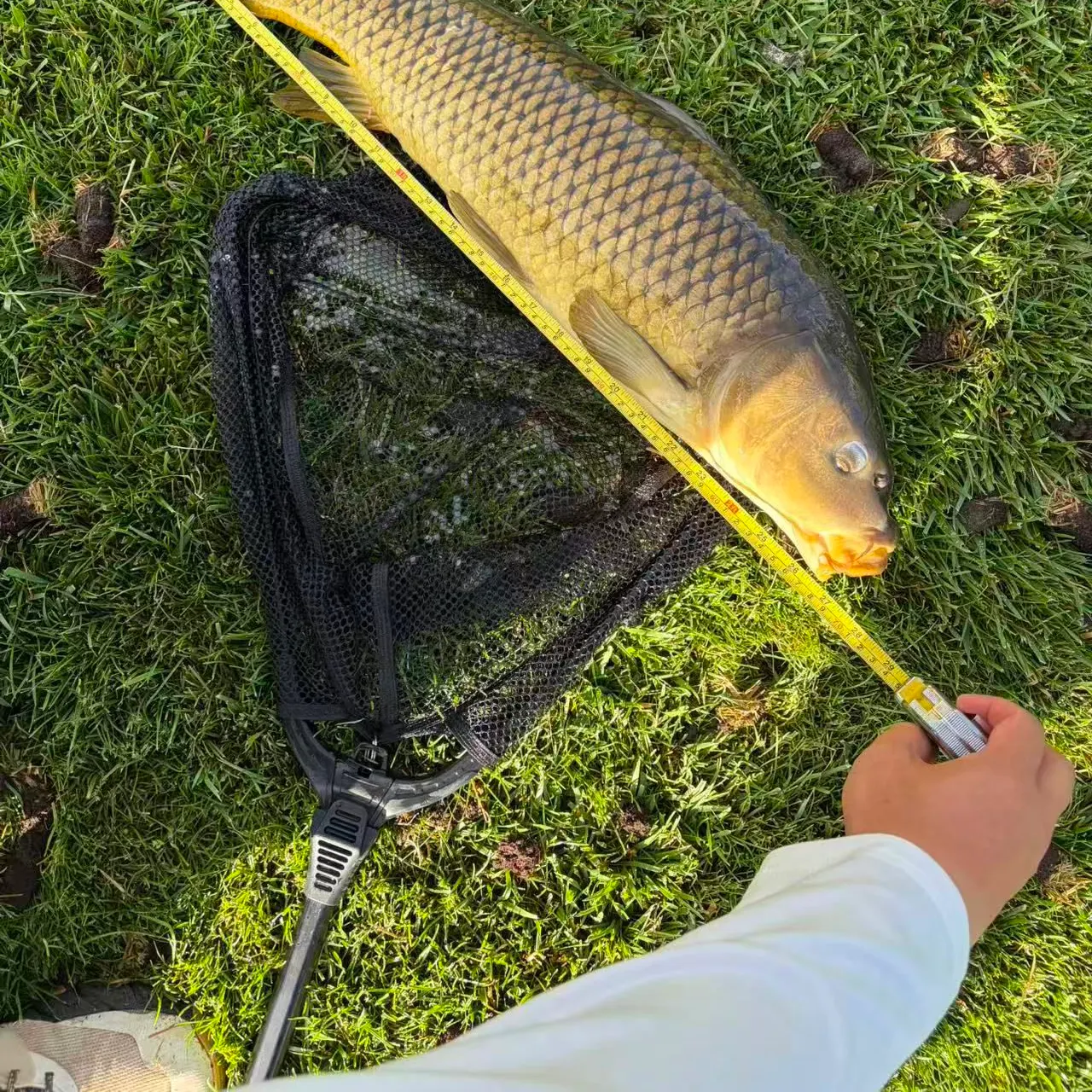 Common carp caught on Fishbrain
