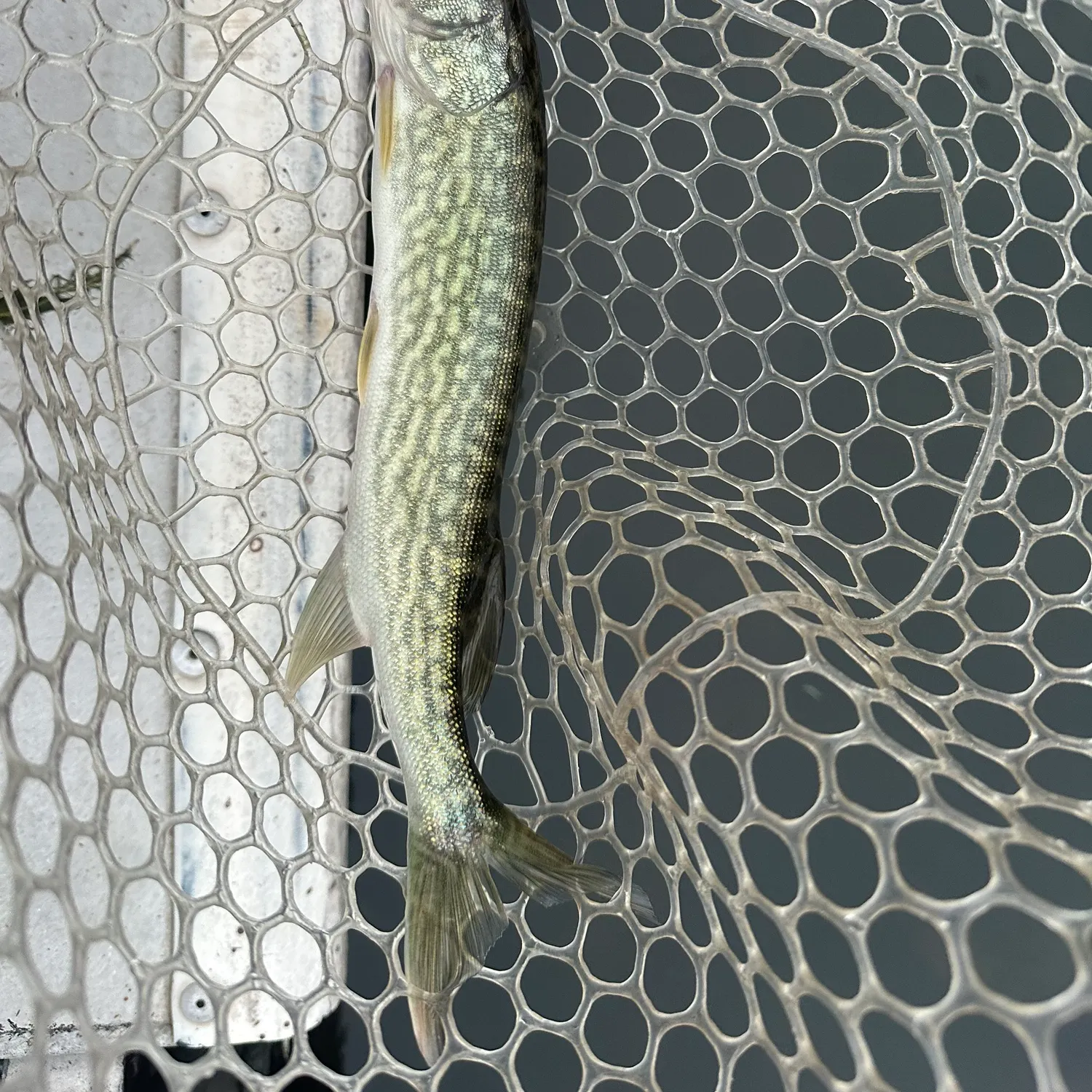 Chain pickerel caught on Fishbrain
