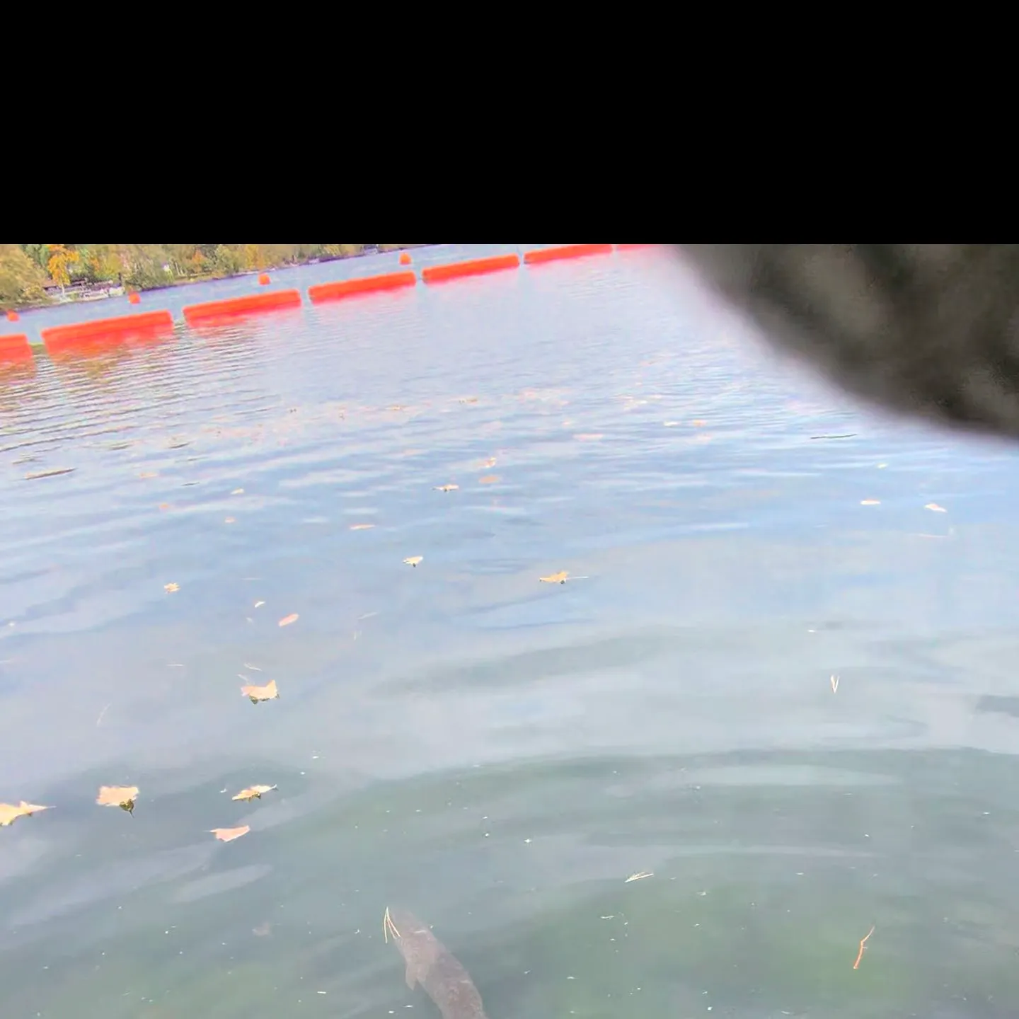Northern pike caught on Fishbrain