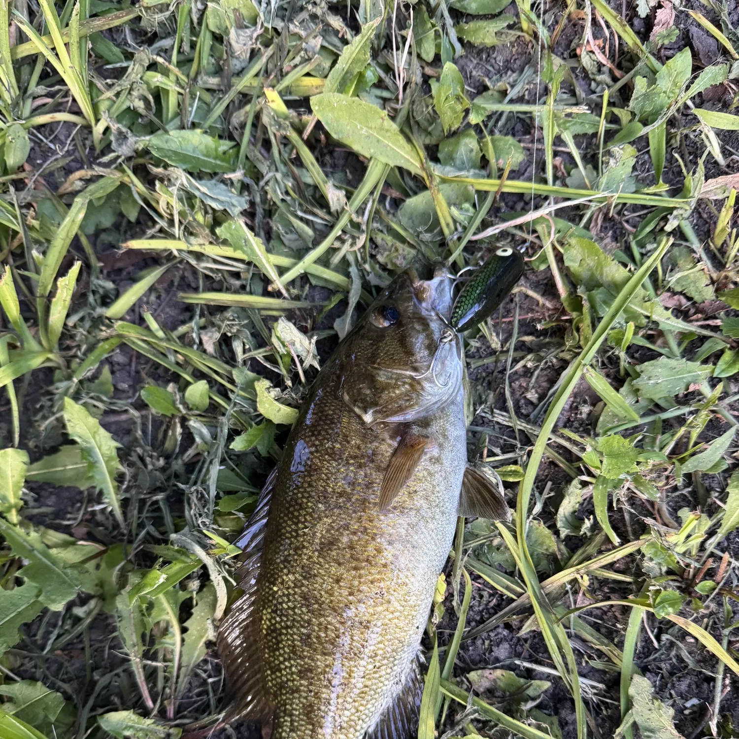 Smallmouth bass caught on Fishbrain