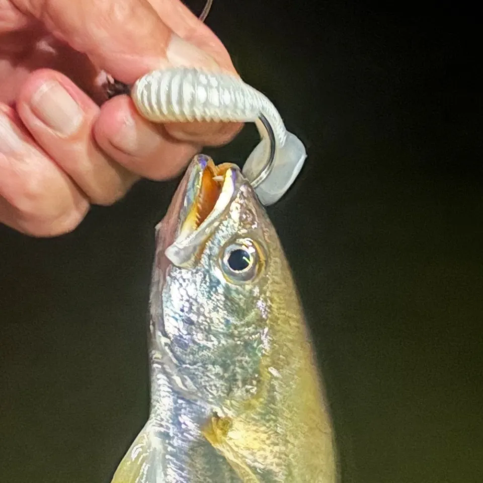 Fish caught on Fishbrain