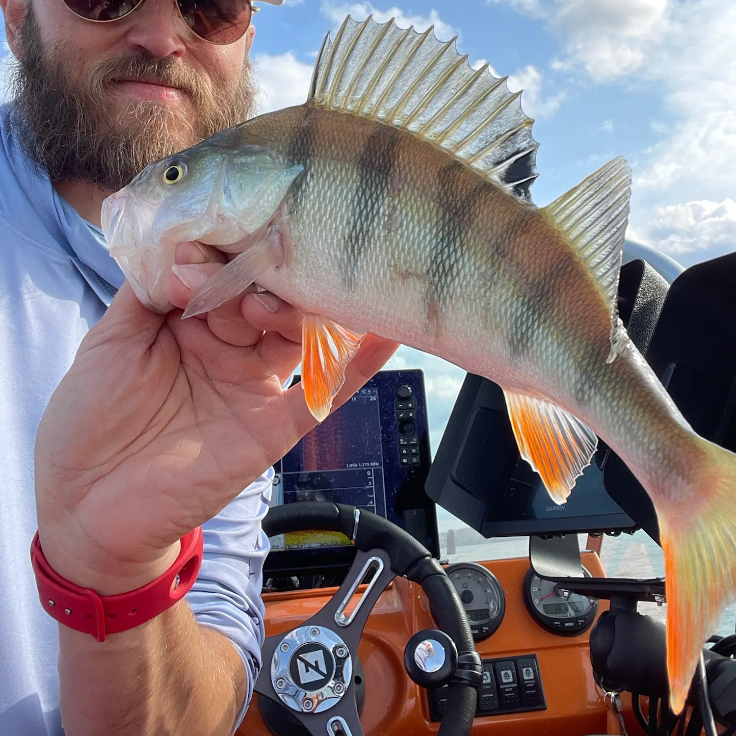 European perch caught on Fishbrain