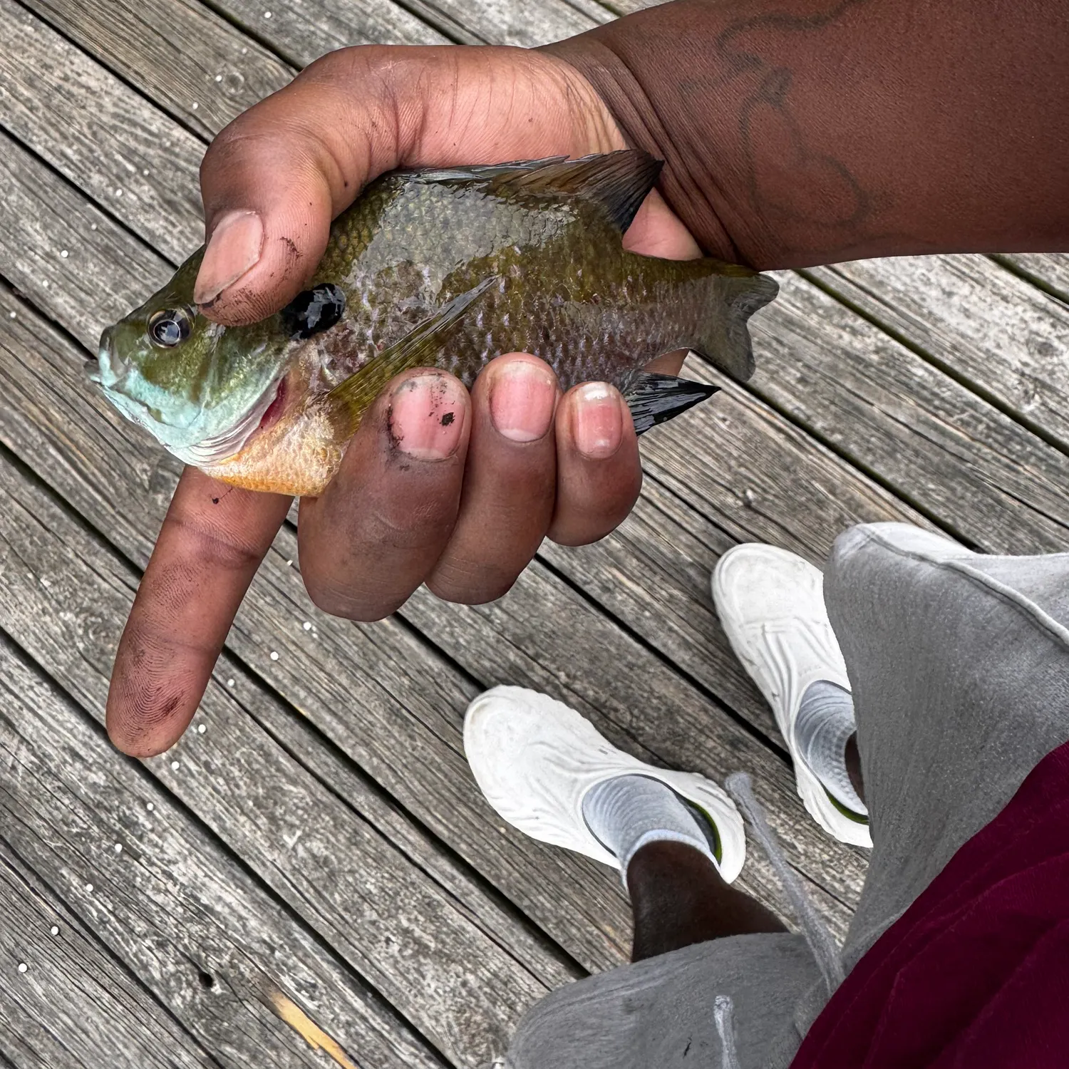 recently logged catches