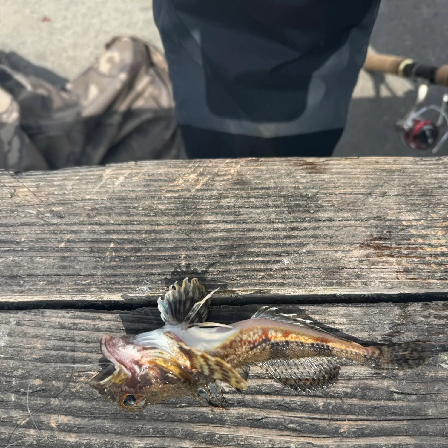 The most recent Roughback sculpin catches on Fishbrain