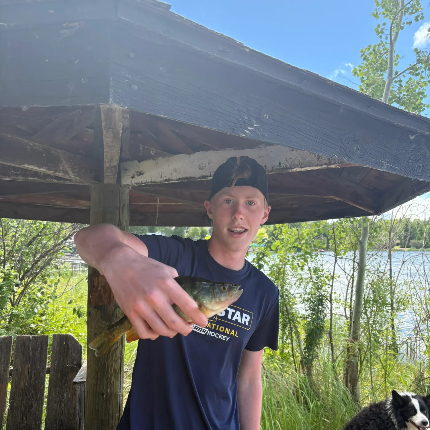 Yellow perch caught on Fishbrain