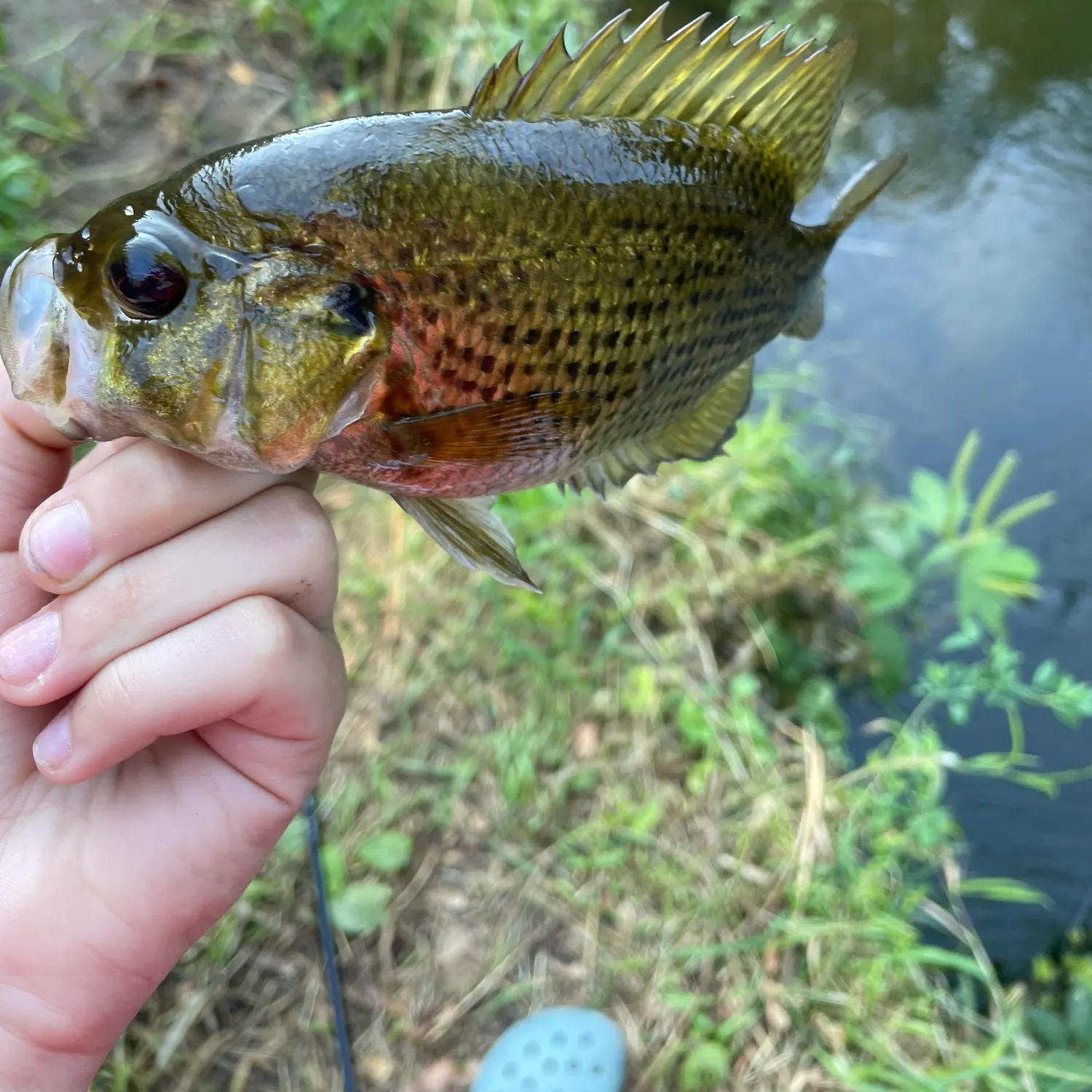 Rock bass caught on Fishbrain
