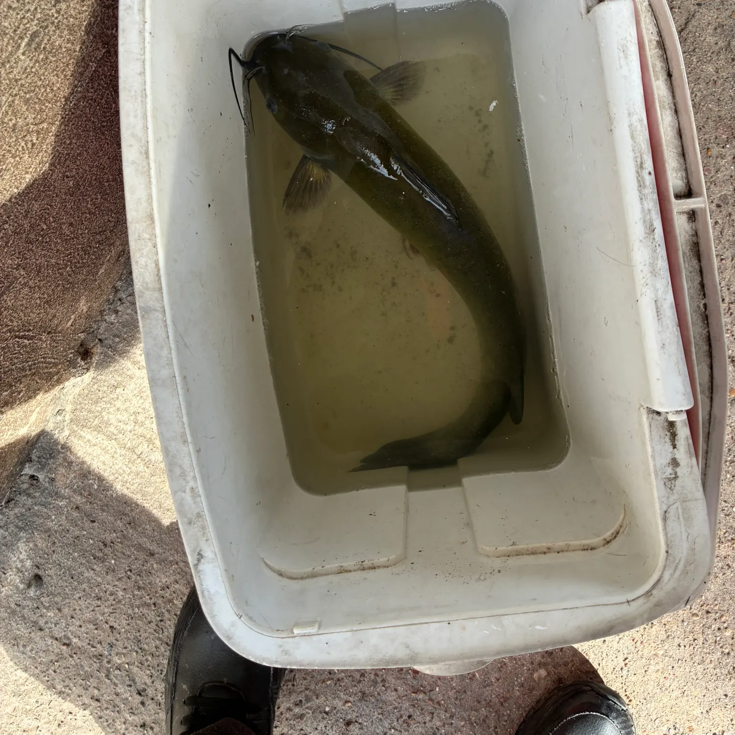 The most recent Flathead catfish catches on Fishbrain
