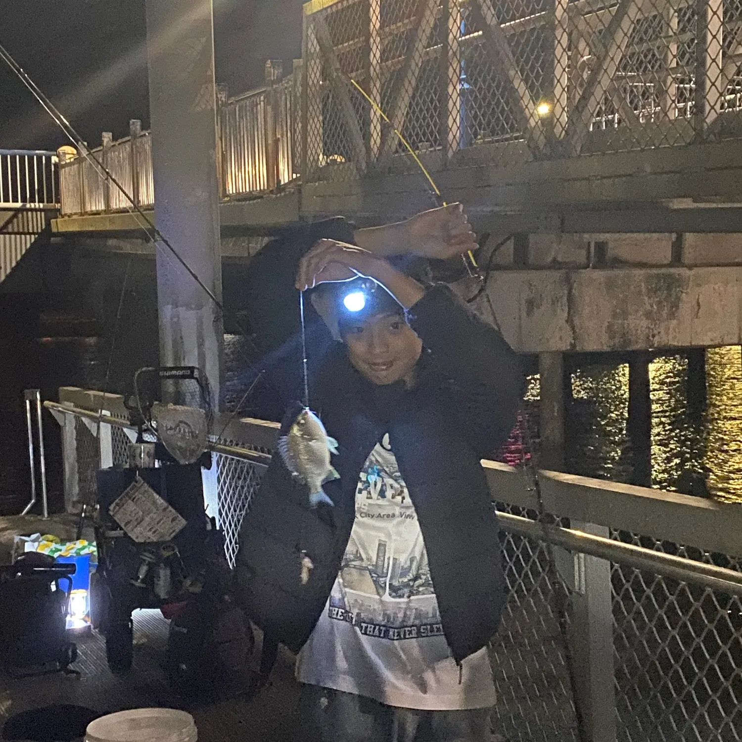 Surf bream caught on Fishbrain