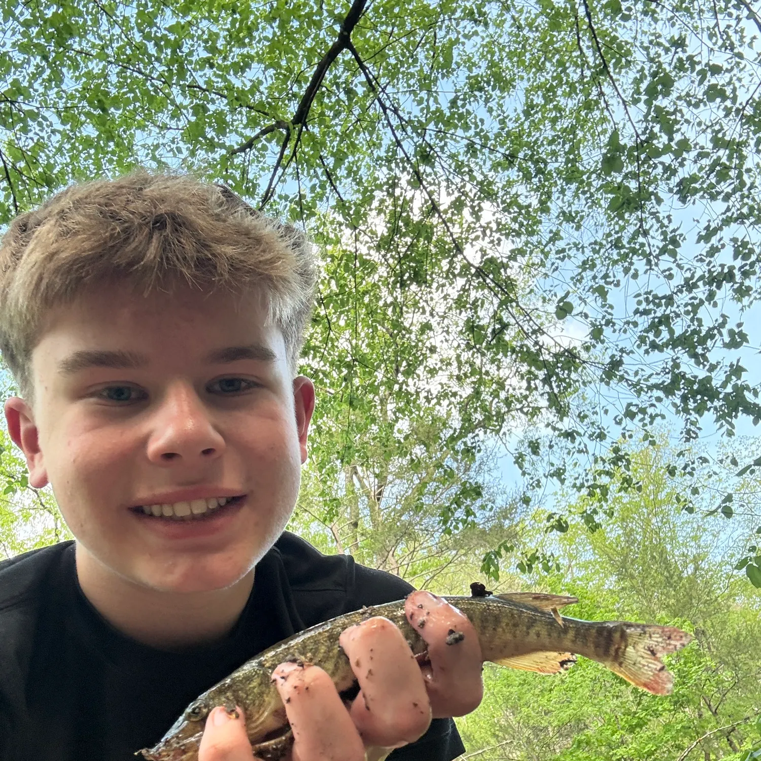 The most recent Redfin pickerel catches on Fishbrain