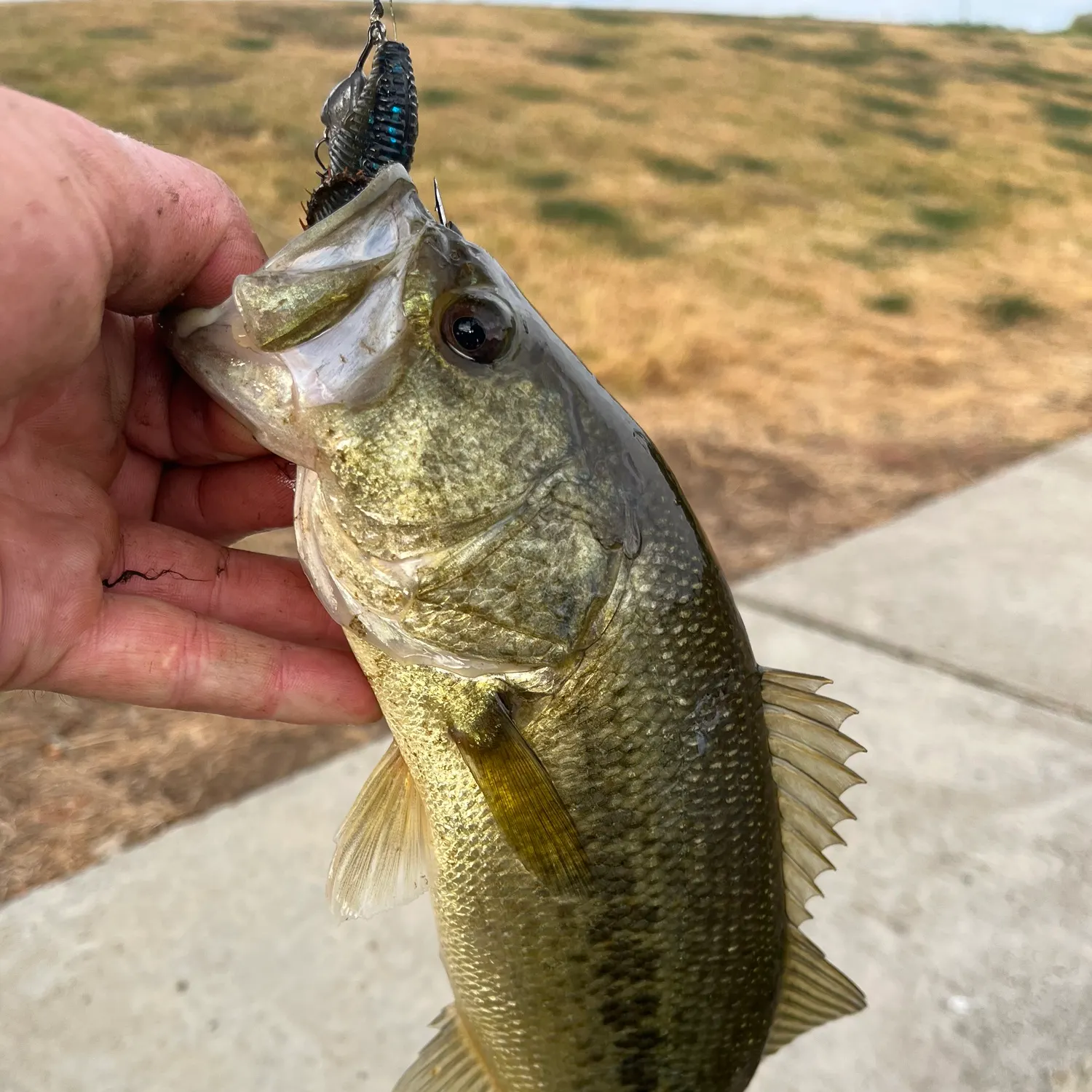 Largemouth bass caught on Fishbrain