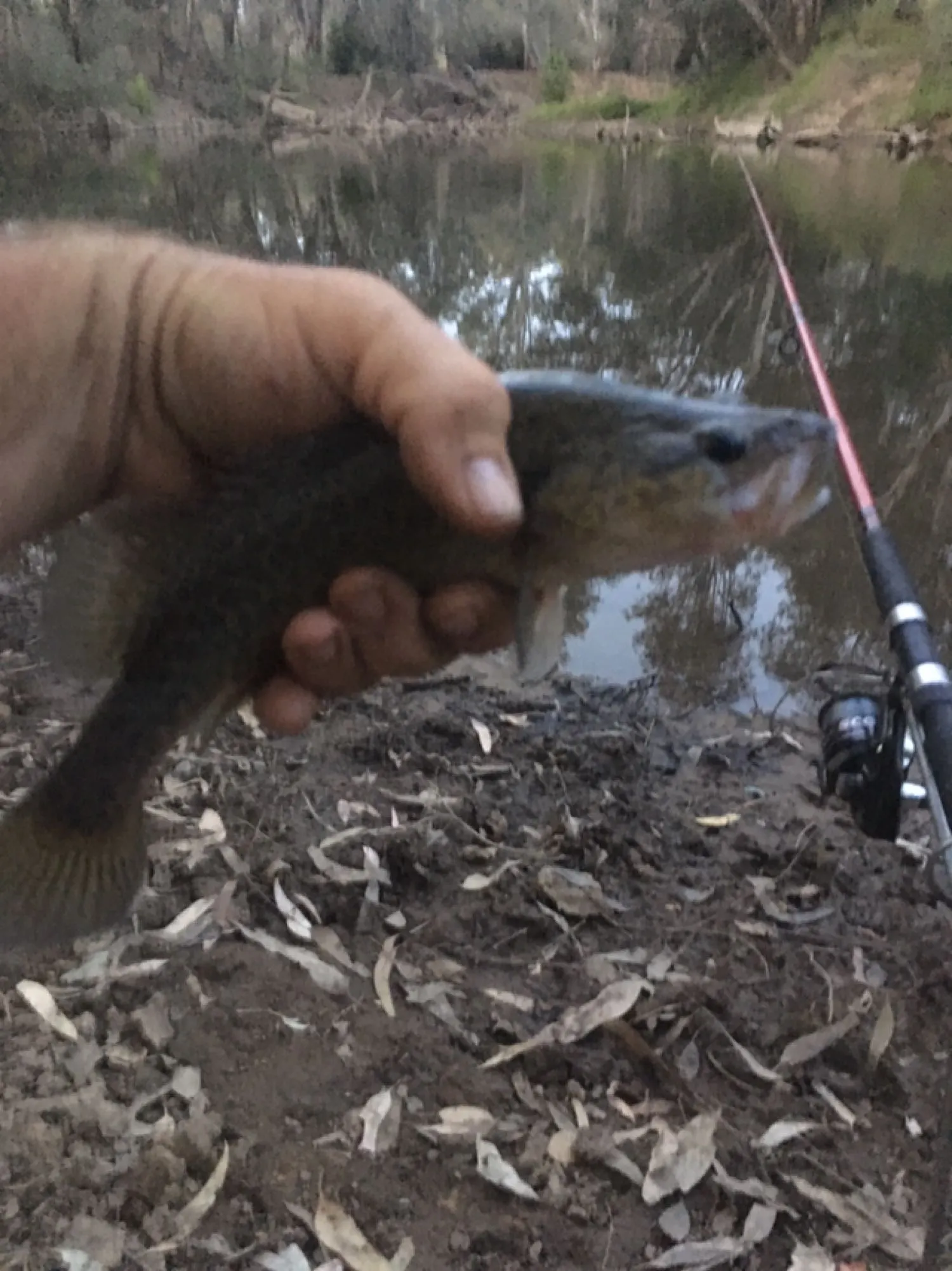 Post image from Dennism1