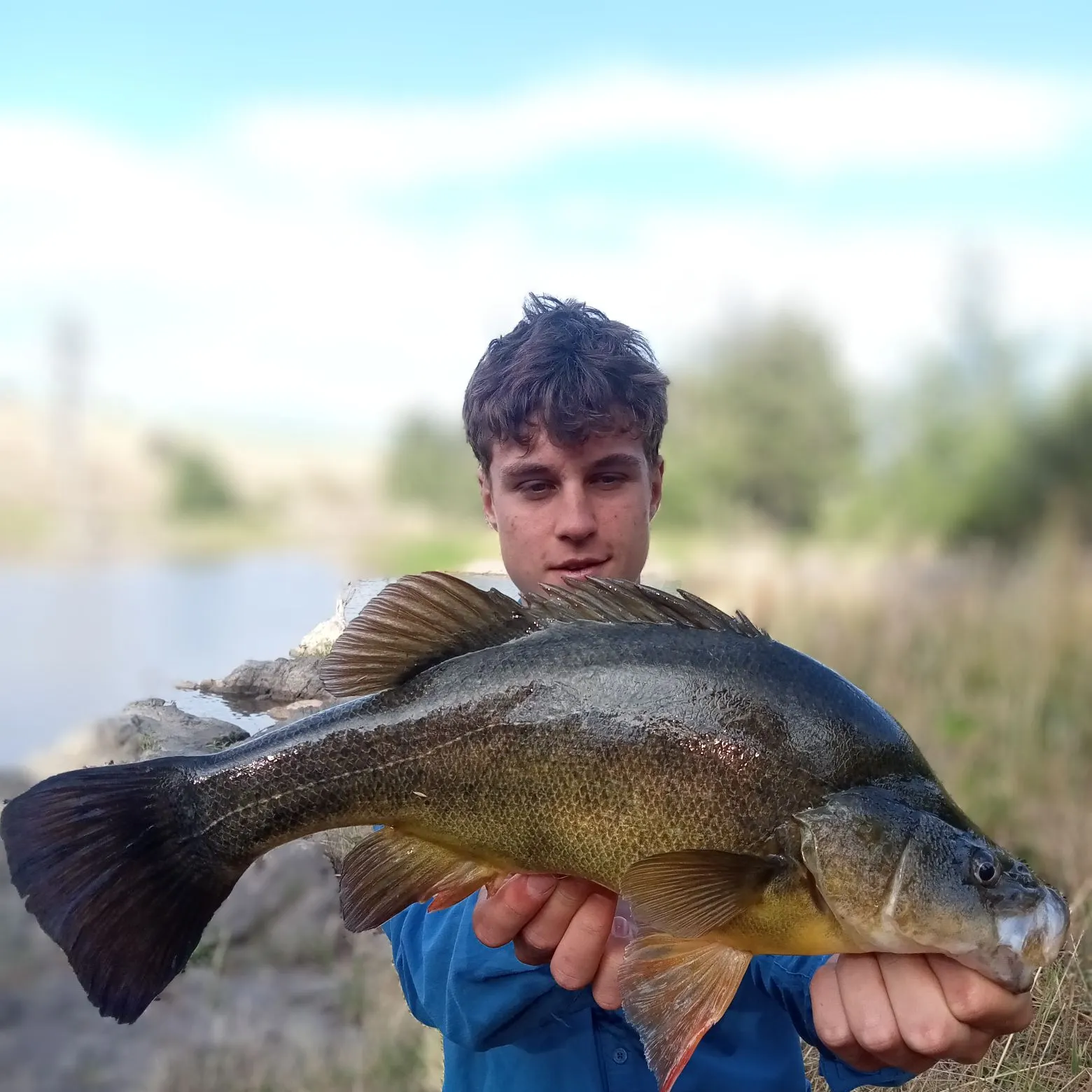 The most recent Golden perch catches on Fishbrain