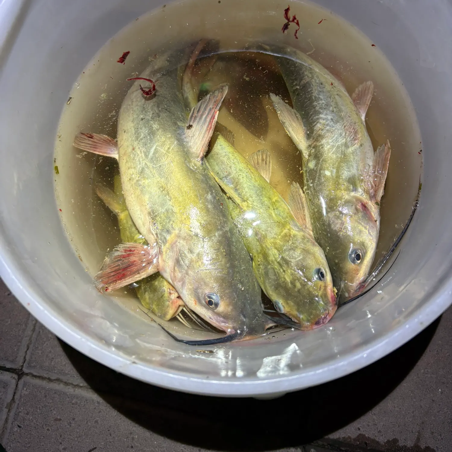Channel catfish caught on Fishbrain
