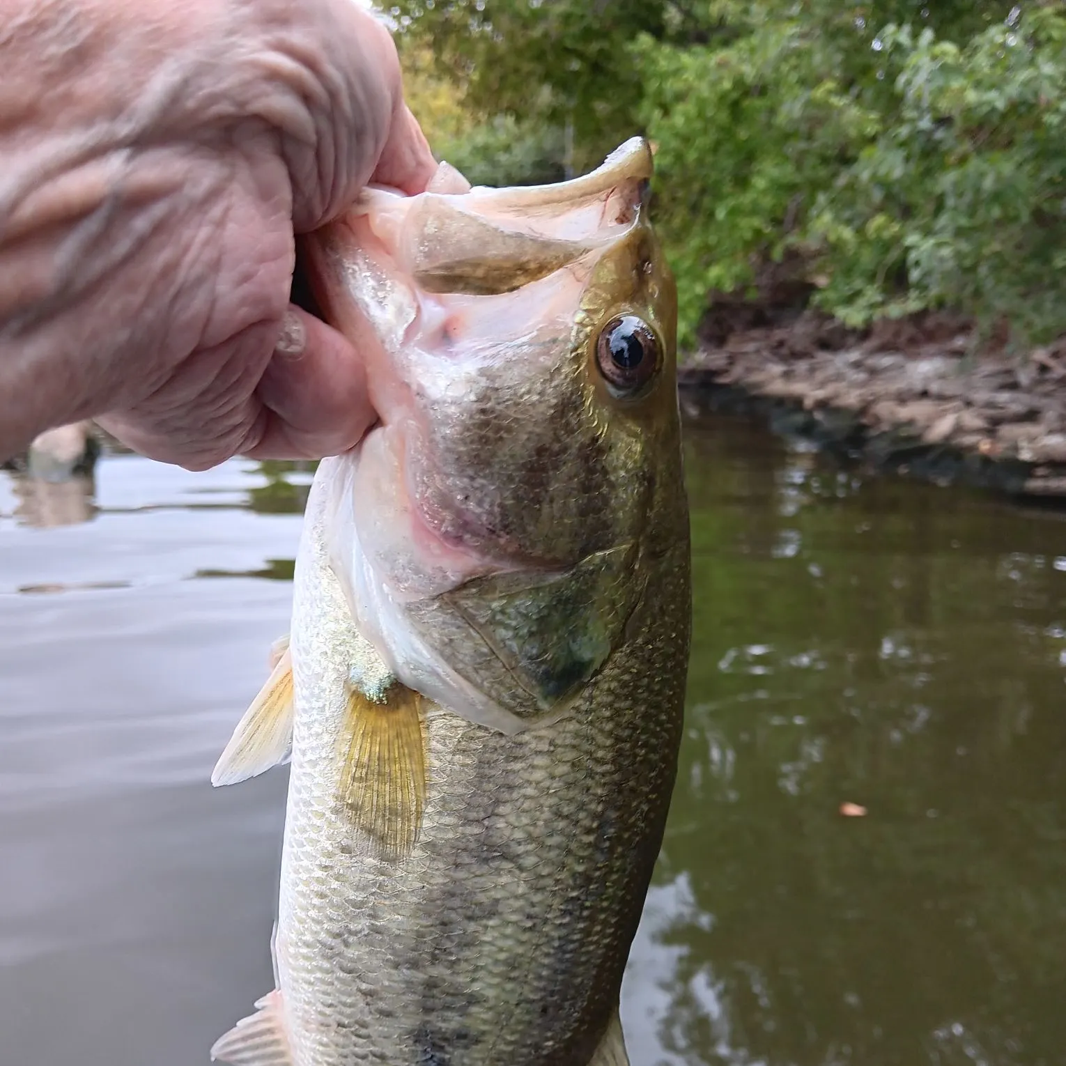 Largemouth bass caught on Fishbrain