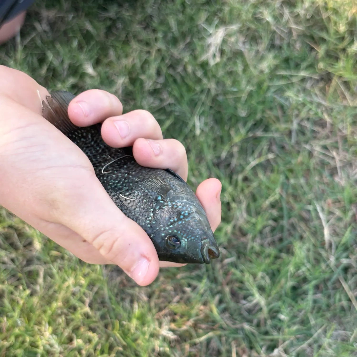 Green sunfish caught on Fishbrain