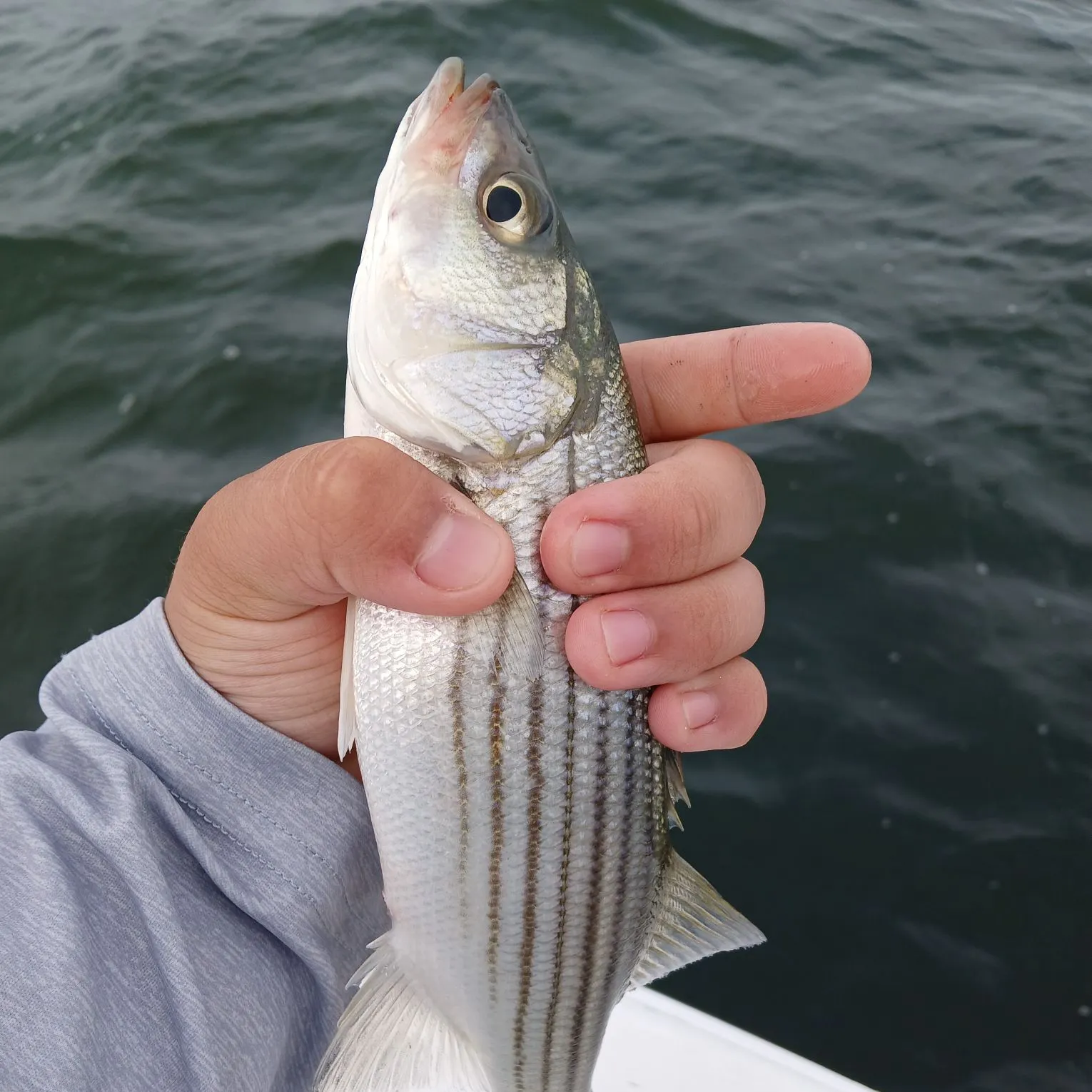 Striped bass caught on Fishbrain