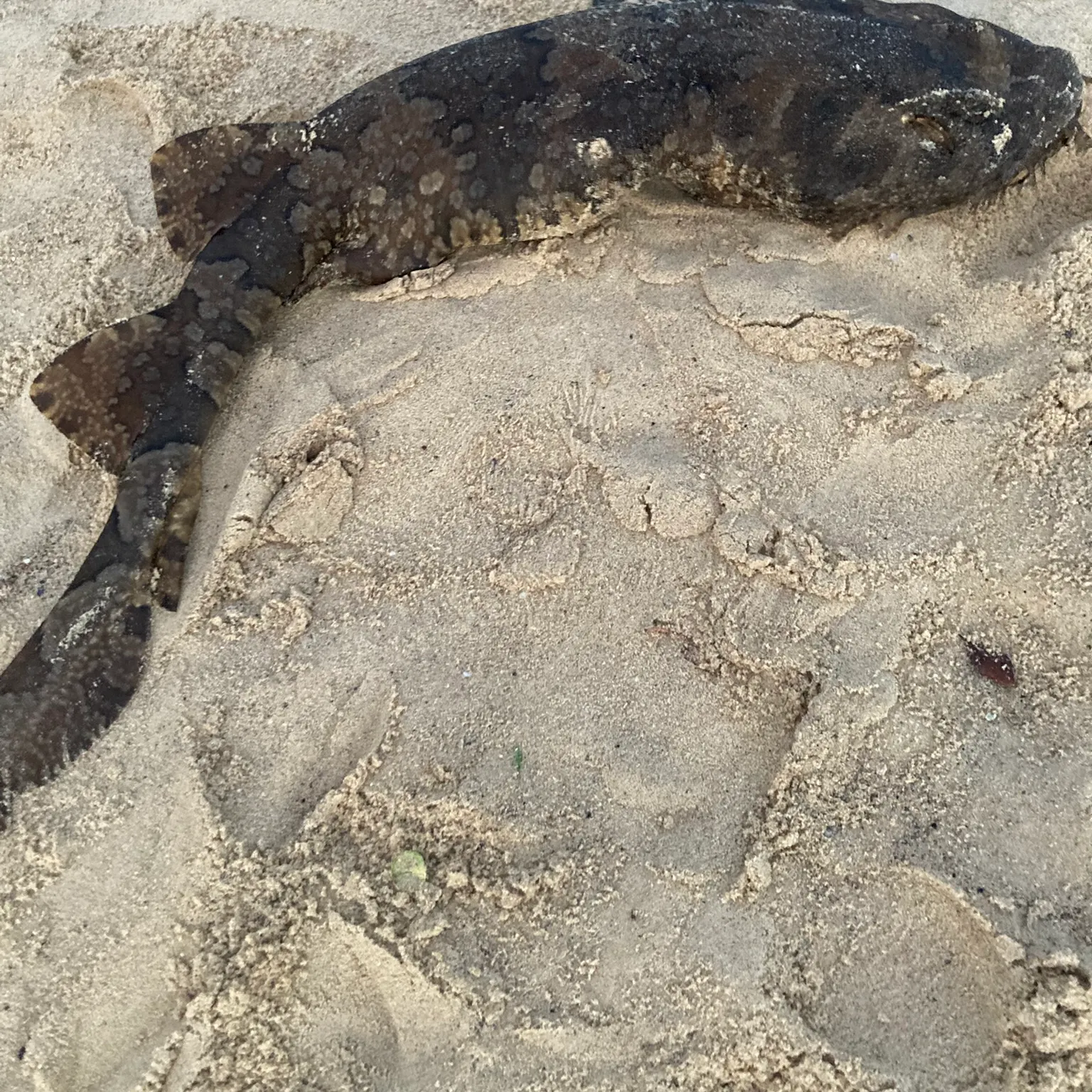 The most recent Tasselled wobbegong catches on Fishbrain