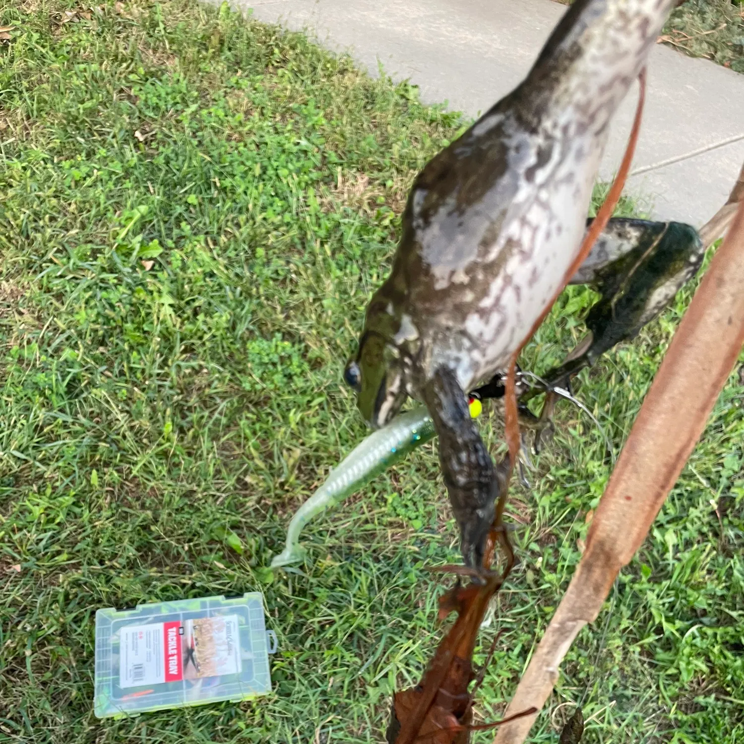 American bullfrog caught on Fishbrain