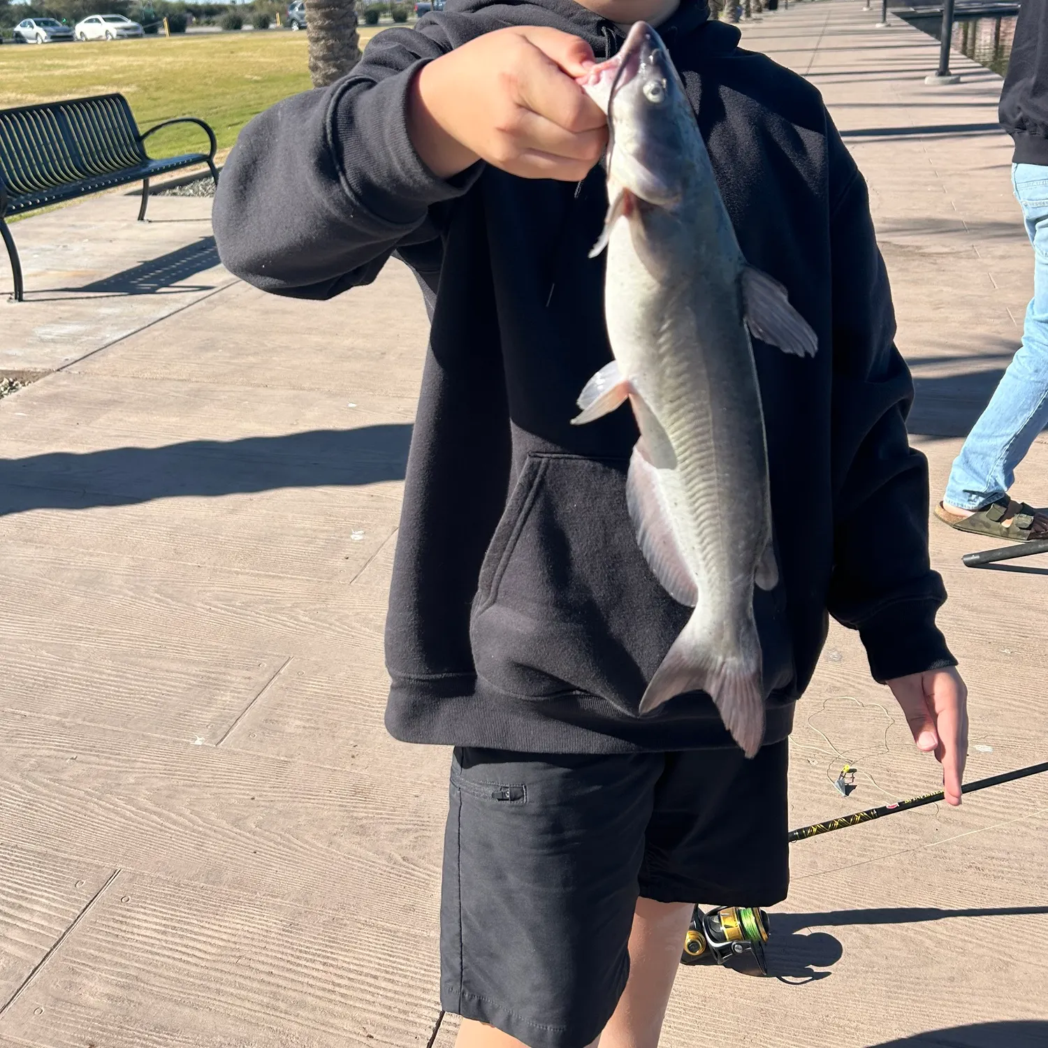 The most recent Channel catfish catches on Fishbrain
