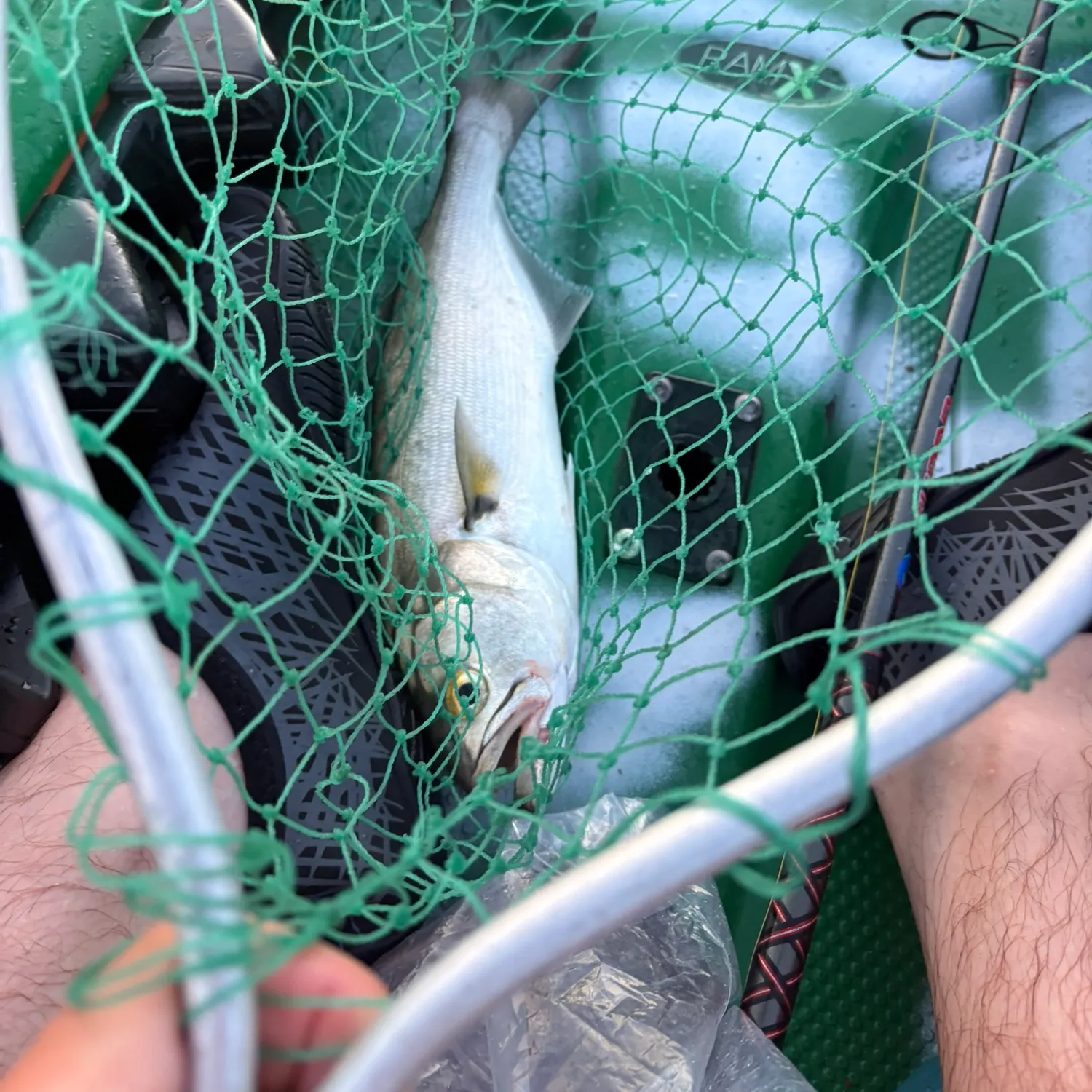 Bluefish caught on Fishbrain