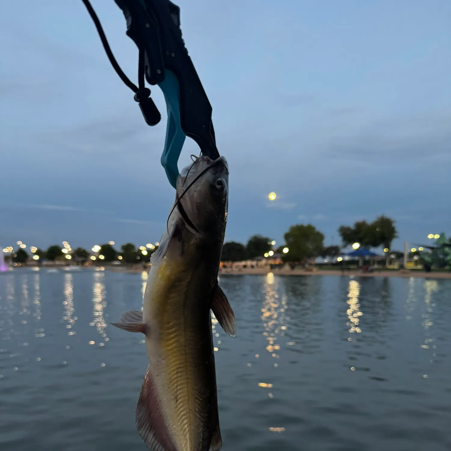 Channel catfish caught on Fishbrain