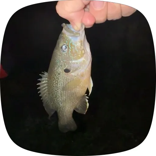 Green sunfish caught on Fishbrain
