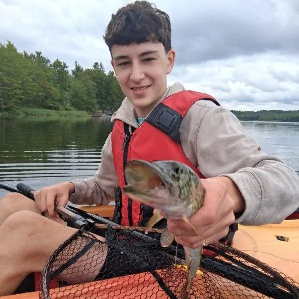 The most recent Grass pickerel catches on Fishbrain