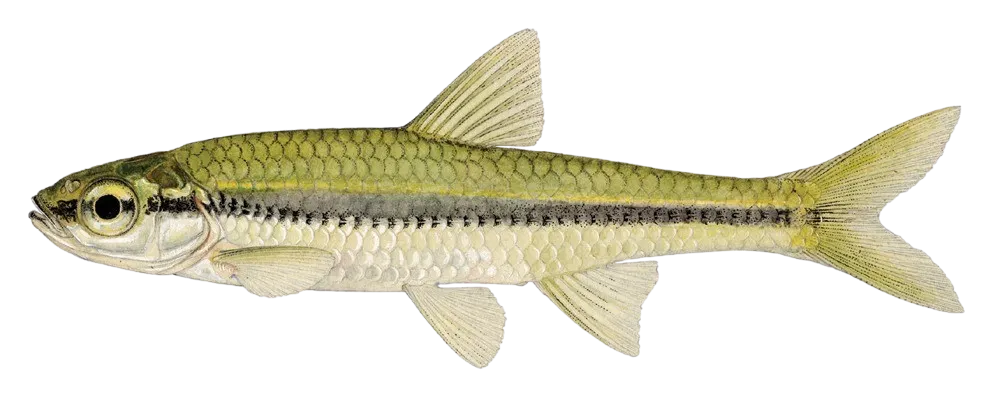 Blackchin shiner
