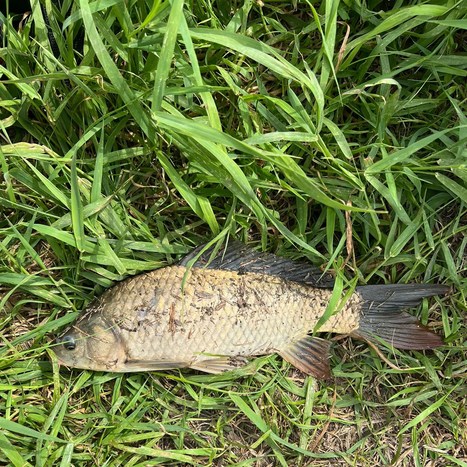 Common carp caught on Fishbrain