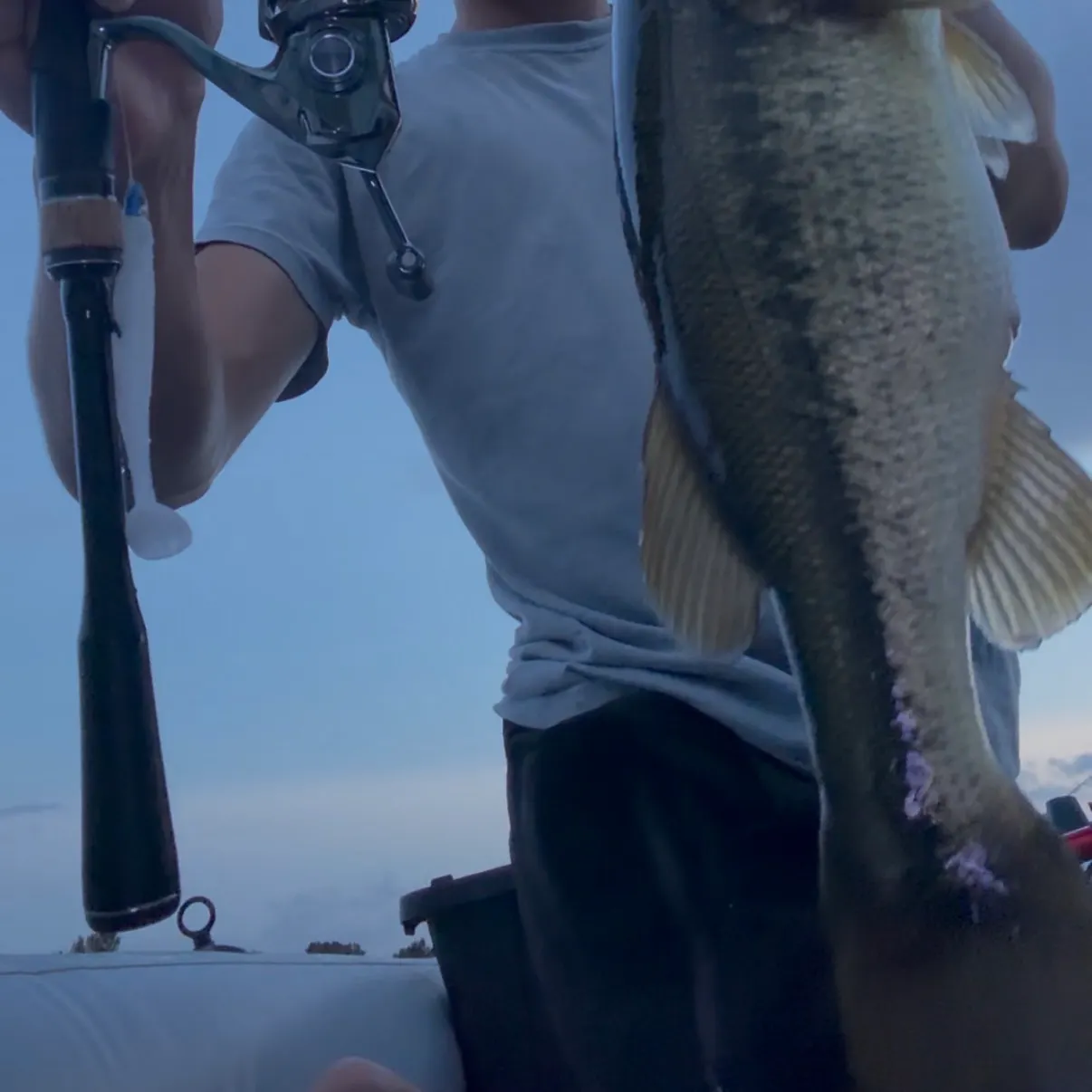 Largemouth bass caught on Fishbrain