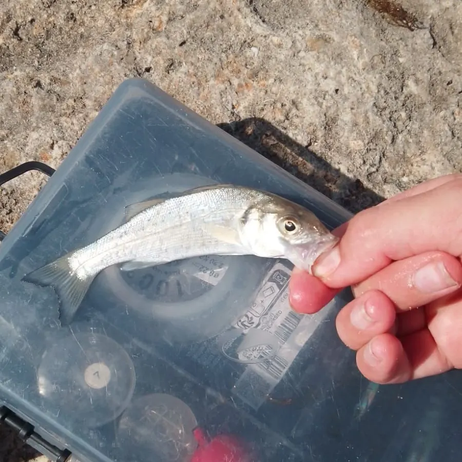 The most recent Spotted seabass catches on Fishbrain