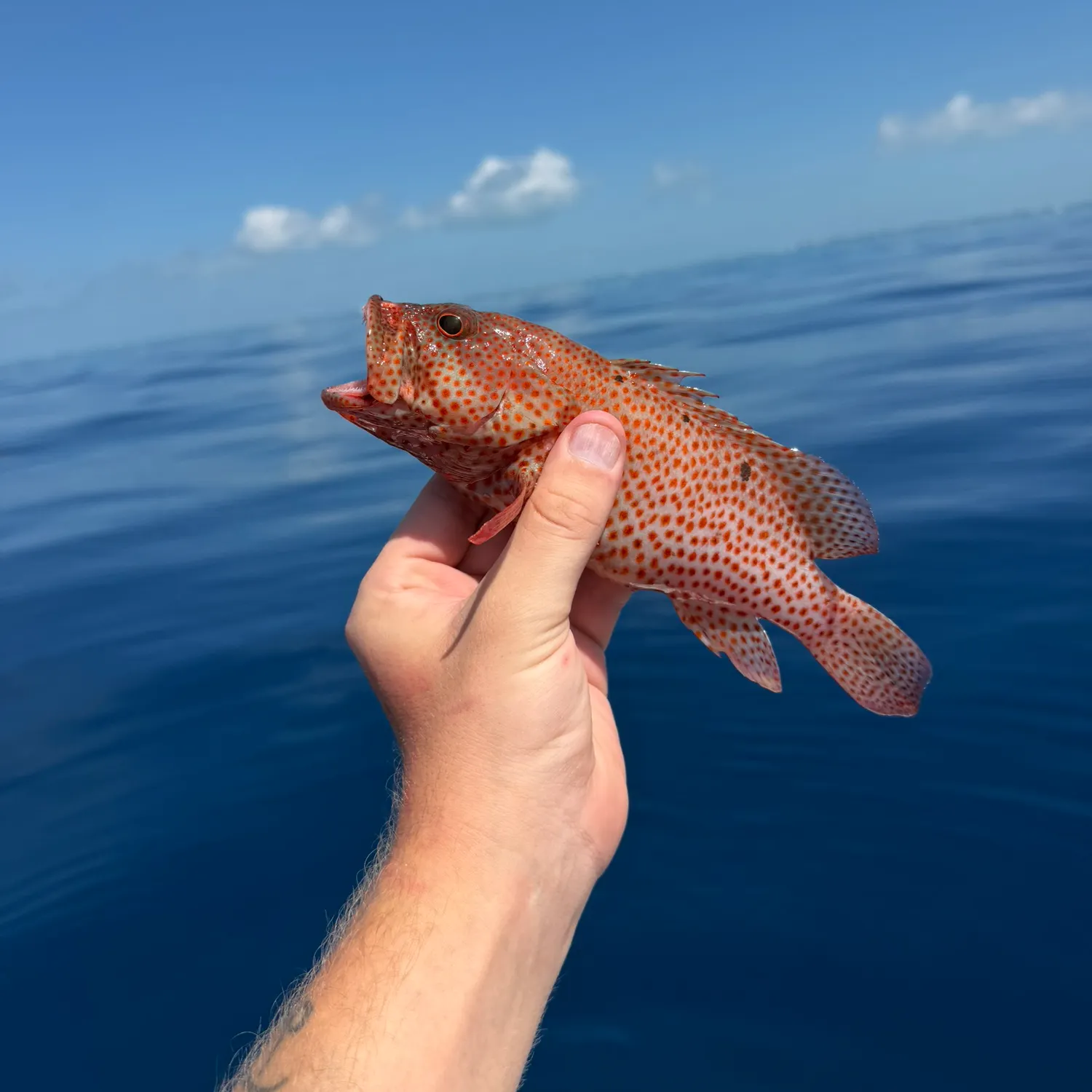 The most recent Graysby grouper catches on Fishbrain