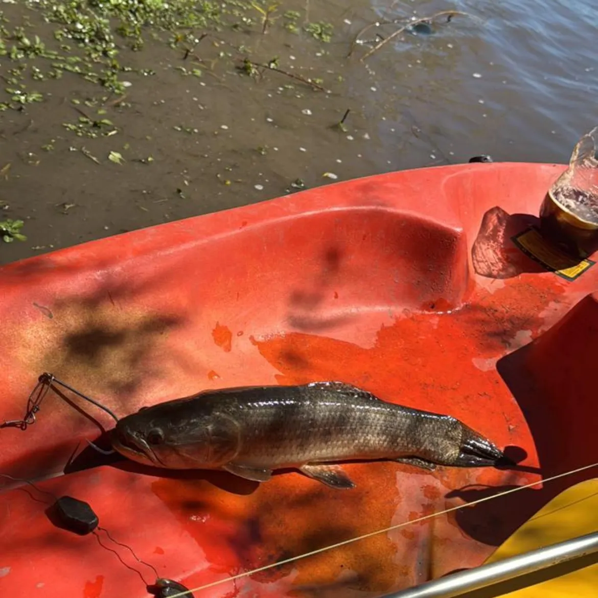 The most recent Trahira catches on Fishbrain